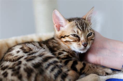 The Bengal Cat Has Not So Distant Wild Relatives Healthy