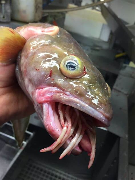 These Pictures Of Creatures Of The Deep Sea Are Both The Most