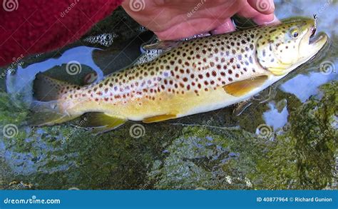 German Brown Trout Catch Stock Footage Video Of Maryland 40877964