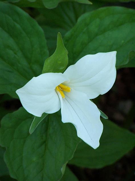 Trillium Grandiflorum X3twelve Nunns