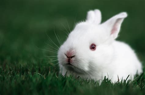 Photography Of Portrait Of White Rabbit Hd Wallpaper Wallpaper Flare