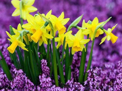 I Love Yellow And Purple Together Daffodils Beautiful Flowers