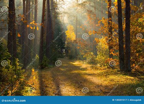 Autumn Autumn Forest Forest With Sunlight Path In Forest Through