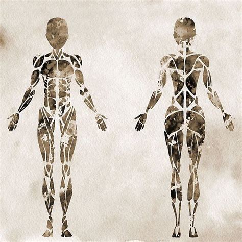 Female Muscular System Anatomywatercolor Medical Art Medical Art