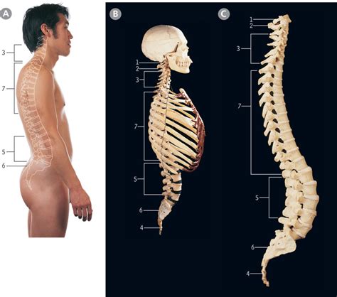 Vertebral Column And Spinal Cord Basicmedical Key