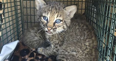 San Antonio Bobcats 3 Hurt When Kittens Turn Out To Be