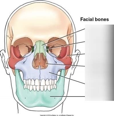 Facial Bone Anatomy