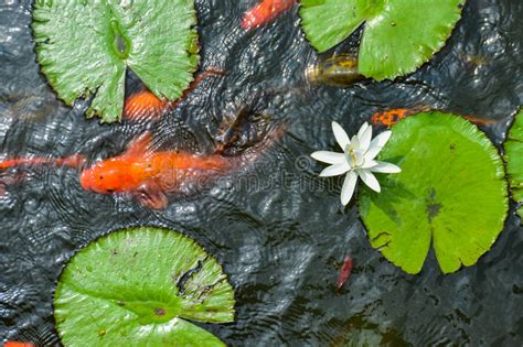 Poisson de koi dans l'étang de lotus imprimer, pillowcase. Colorful Koi Fish In A Lotus Pond In Isha Stock Image ...