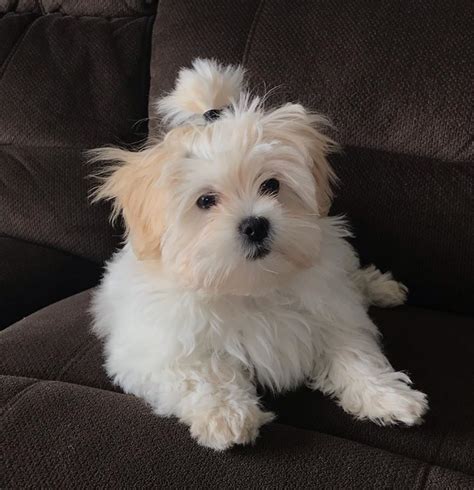 Maybe you would like to learn more about one of these? Teacup Maltese Puppies for Sale in USA - Top Breeders