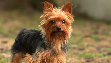 10 Amazing Facts About Yorkshire Terriers Yorkie Facts