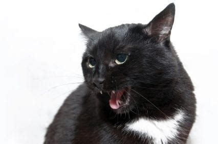 Aggressive responses seen in pet cats are closely related to the natural behaviour of the species and are a normal part of predation, play and social conflict. Cat Aggression | Common Causes of Aggression