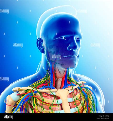 Illustration Of Male Shoulder And Neck Anatomy Stock Photo Alamy