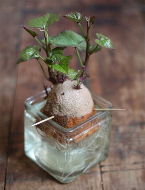 Sweet potatoes (ipomoea batatas) can be grown in most vegetable gardens, and the leaves are edible. Top 10 Foods You Can Regrow From Kitchen Scraps