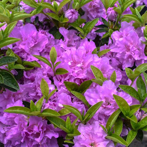 Azalea Japonica Purple Colourful Evergreen Outdoor Garden Shrub Plant