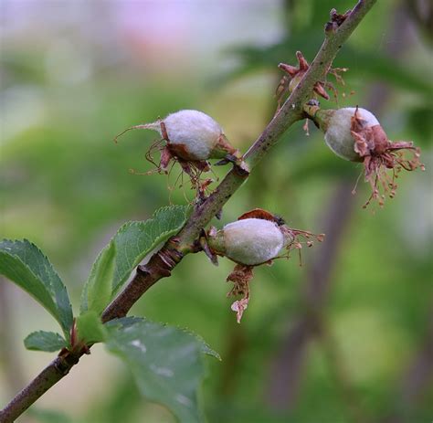 Fruit Nut Trees Flickr