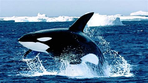 We did not find results for: Killer Whale Wallpapers - Wallpaper Cave