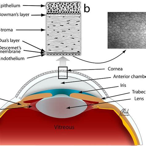 Anatomy Of The Cornea A Section Of The Anterior Part Of The Eye B