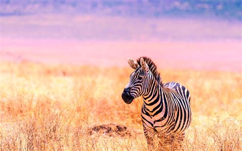 Top 9 african savanna tours. African savanna zebra 2019 Animals High Quality Photo ...