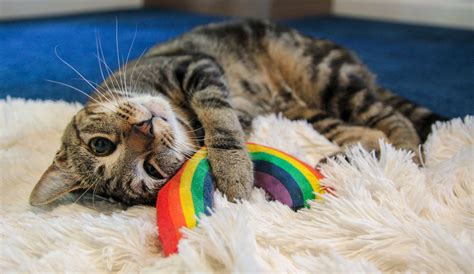 Cats for Adoption | Purr Partners