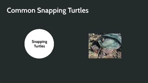 Snapping Turtles By Diego Alexander Alba Gutierrez