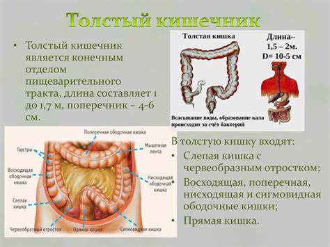 Анатомо-физиологические особенности пищеварительной системы - online Картинка - Анатомо-физиологические особенности пищеварительной системы - online