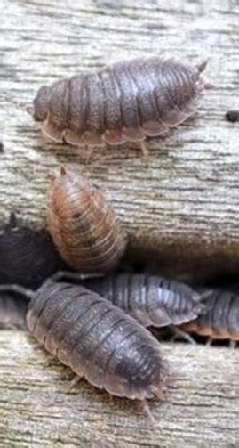 Chickens make great pets and can provide you with. Slaters Control | How to Get Rid of Slaters in the Garden