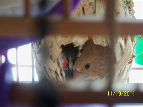 Pet Bird Keeps Laying Eggs Thriftyfun