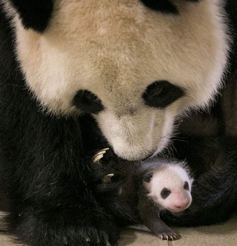 Zoo de Beauval : le bébé panda a un mois | Magcentre