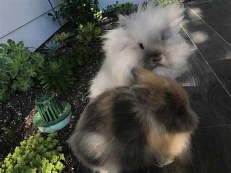 Check spelling or type a new query. Lionhead rabbit Rabbits For Sale | Mission Viejo, CA #278666