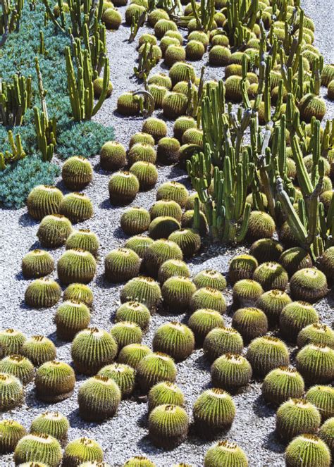 Some common succulent plants that do very well in landscapes include several varieties of cacti the following gallery provides 15 good examples of landscape designs that use succulent plants. POTTSY | CACTUS GARDEN II | Succulent landscaping ...