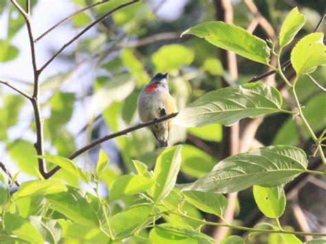 Buru Flowerpecker Ebird