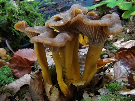 Chanterelle Mushroom Season All Mushroom Info