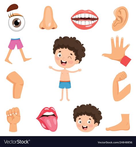 Body Parts Illustration For Kids Illustration Of Many Recent Choices