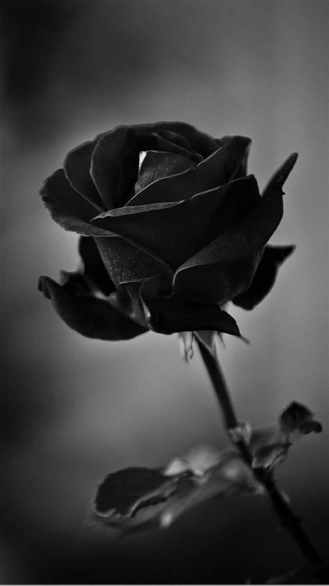 Black Rose Flower Hd Pictures Best Flower Site