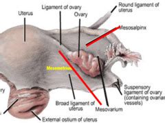 Gross anatomy the broad ligament extends from the lateral aspe. Anat.7,8 Pelvic Viscera and Organs of Reproduction ...