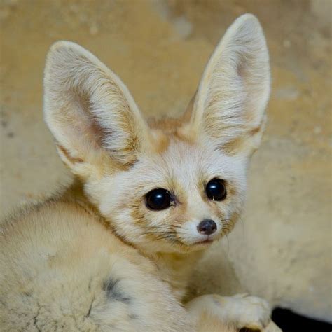 Watch These Precious Fennec Fox Siblings Being Bottle-Fed | Pet fox