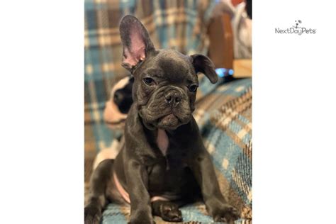 They are super playful and loves to be center of attention. Blue Male: French Bulldog puppy for sale near San Antonio ...