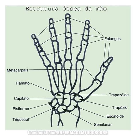 Ossos Da Mão Anatomia I