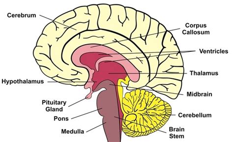Structure And Functions Of The Human Brain Online Science Notes