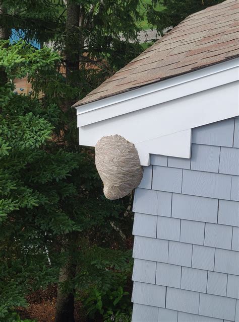 File:Paper wasp nest found in Kittery, Maine.jpg - Wikimedia Commons