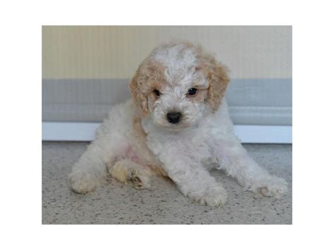 See more ideas about poodle jewelry, poodle pin, diamond brooch. Poodle Mini-DOG-Male-White / Gold-2477237-Petland Racine, WI