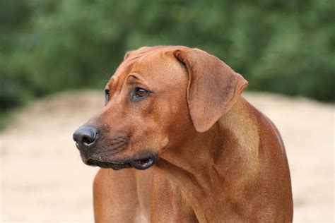 Rhodesian Ridgeback Dog Trainer Hong Kong