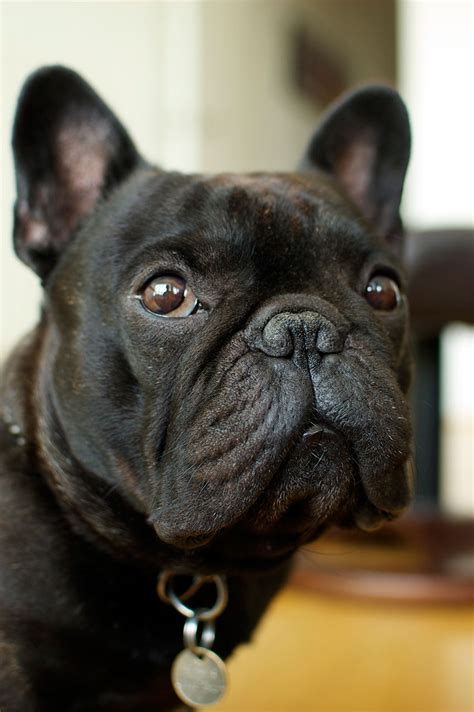 The proper care for french bulldogs. Tips to keep your French Bulldog's coat shiny and healthy ...
