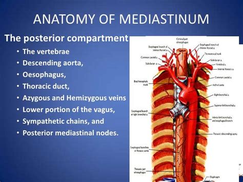 Anatomy Of Mediastinum And Its Disorders