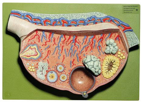Lvt A P Ovary Model Labeled Diagram Quizlet