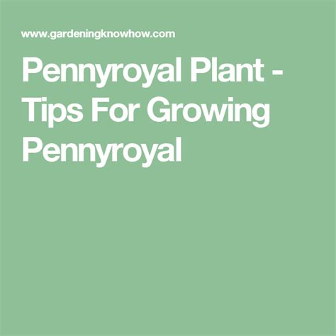 Pennyroyal Plant Tips For Growing Pennyroyal Pennyroyal Plant