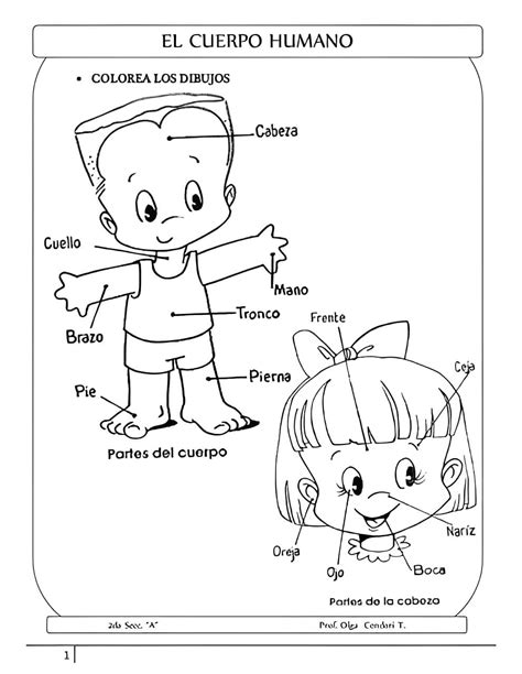 Dibujos Para Colorear De Las Partes Del Cuerpo Humano Para Niños Pin