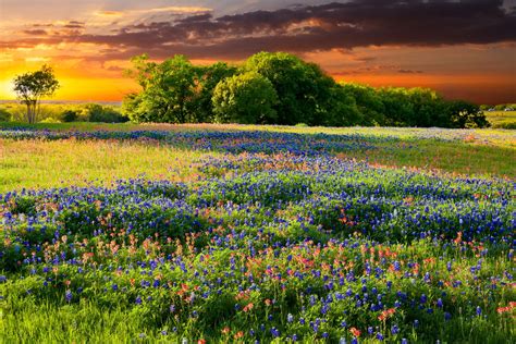 All over texas, the countryside turns into a painter's palate of blues and reds, yellows and purples dotting the as you drive through the texas countryside, you see patches of colors popping up along the highway. We Love How Wildflowers Paint The Texas Landscape ...