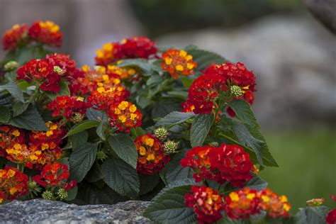 If the area you live in is. La Lantana es planta del año - Agrochic: Gardening ...