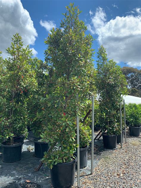 Blueberry Ash Elaeocarpus Reticulatus Impressive Plants